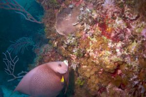 French Angel - Bimini Bahamas, Sea & Sea MX10 by Claudia Creson 